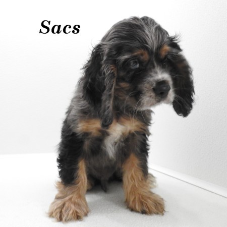 puppy, for, sale, Cocker Spaniel, Joe & Cherri  Overlease, dog, breeder, Miller, MO, dog-breeder, puppy-for-sale, forsale, nearby, find, puppyfind, locator, puppylocator, aca
